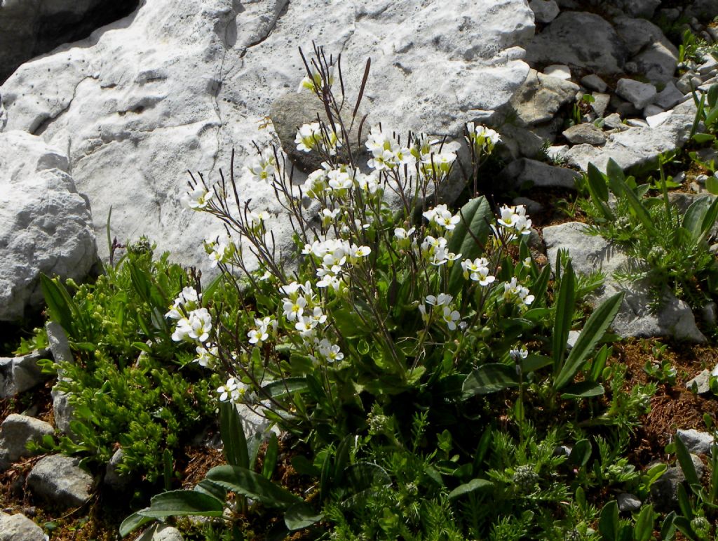 Brassicaceae: Arabis alpina